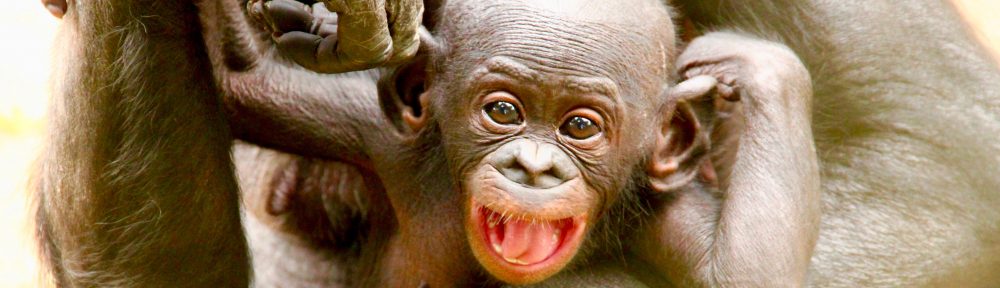 Bonobos UK